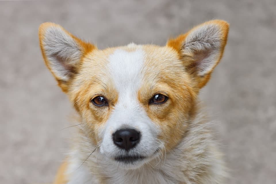 Curious Corgi