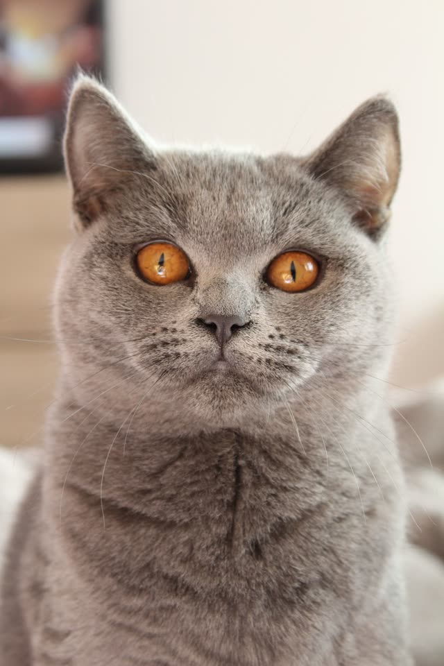 Gray Cat Portrait