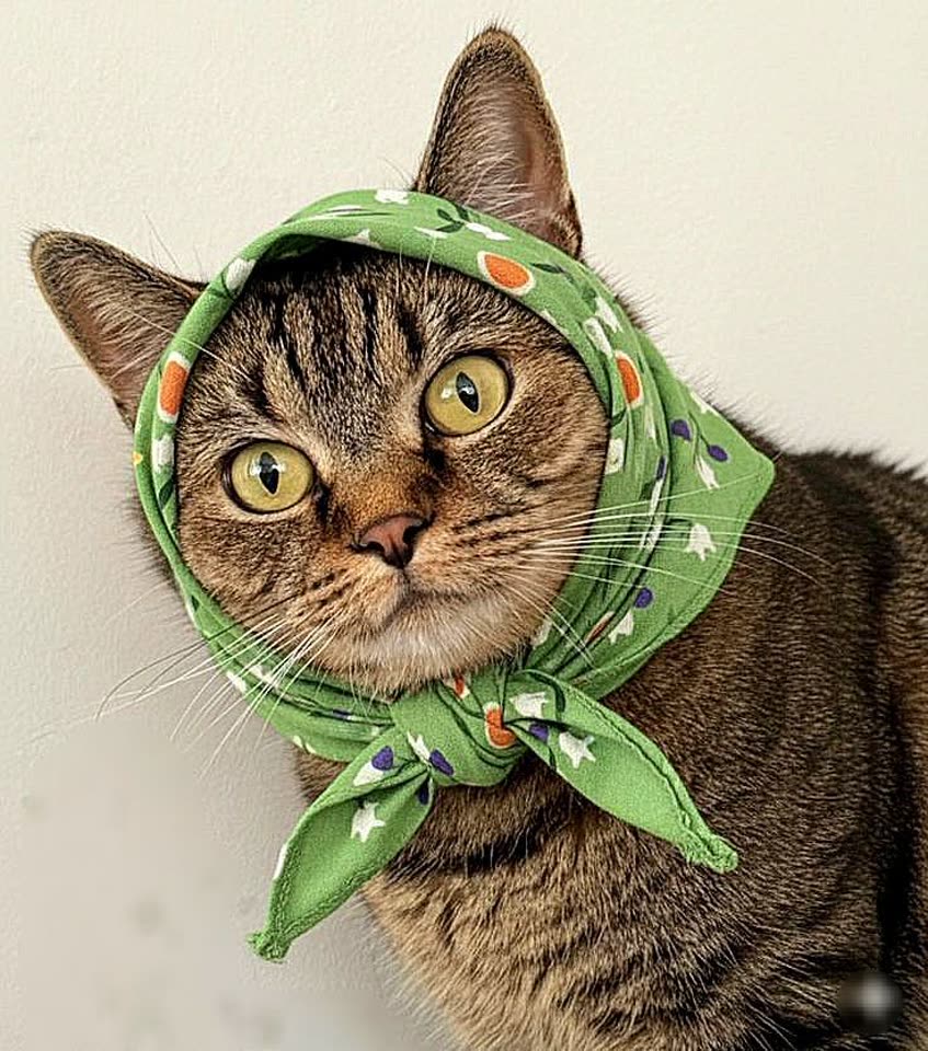 Scarf Cat