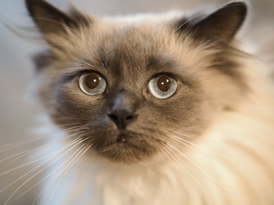Fluffy Cat Portrait