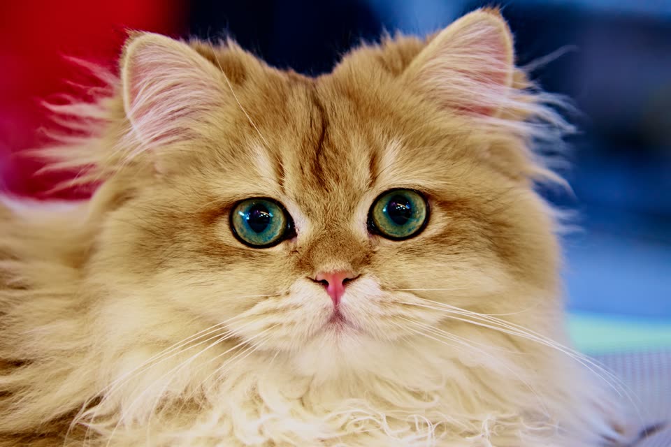 Golden Fluffy Cat